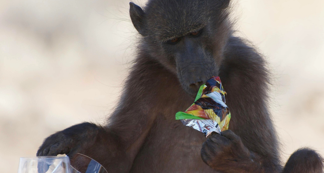 Dangerous animals in South Africa: The campsite criminal rankings